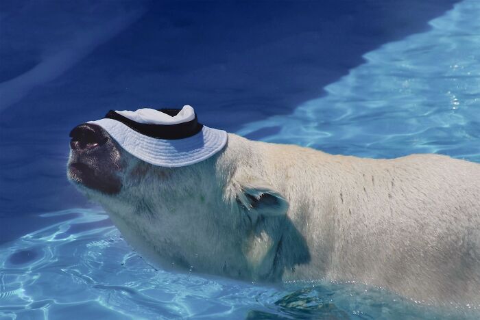 53 Animals That Didn’t Mean To Be Funny, But Totally Nailed It