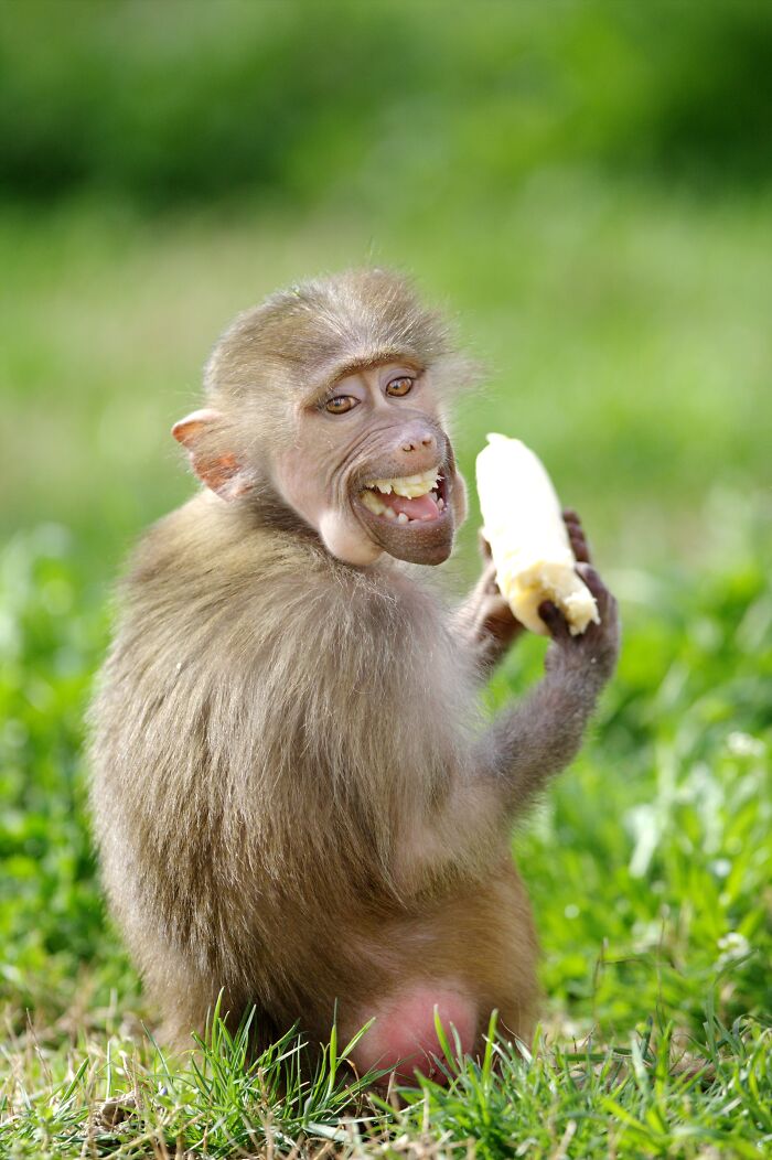 53 Animals That Didn’t Mean To Be Funny, But Totally Nailed It