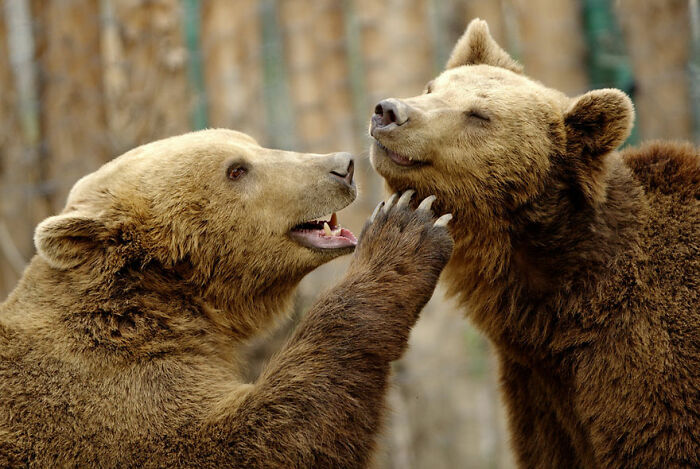 53 Animals That Didn’t Mean To Be Funny, But Totally Nailed It