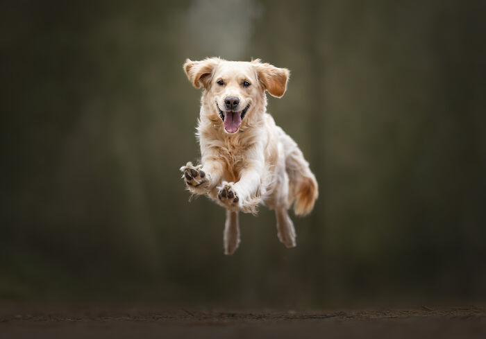 53 Animals That Didn’t Mean To Be Funny, But Totally Nailed It