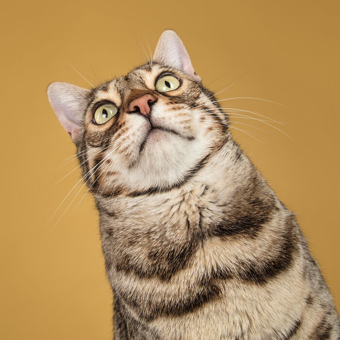 53 Animals That Didn’t Mean To Be Funny, But Totally Nailed It