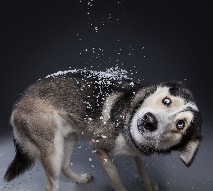 53 Animals That Didn’t Mean To Be Funny, But Totally Nailed It