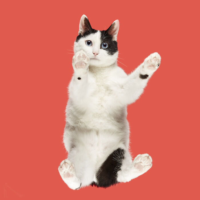 53 Animals That Didn’t Mean To Be Funny, But Totally Nailed It
