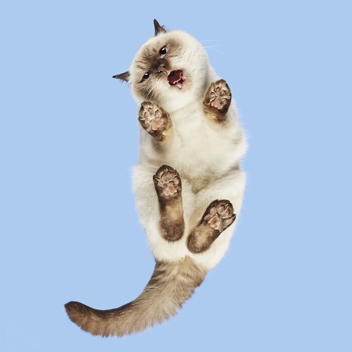 53 Animals That Didn’t Mean To Be Funny, But Totally Nailed It