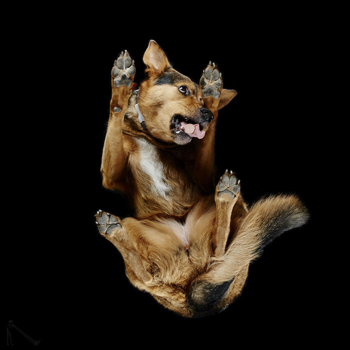 53 Animals That Didn’t Mean To Be Funny, But Totally Nailed It