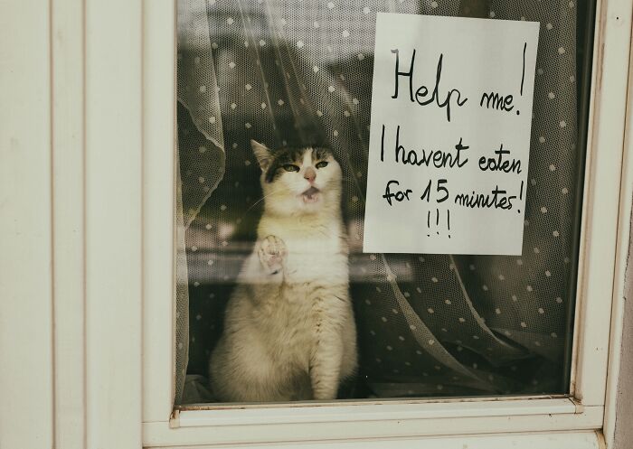 53 Animals That Didn’t Mean To Be Funny, But Totally Nailed It