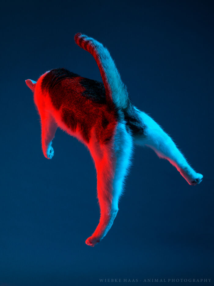 53 Animals That Didn’t Mean To Be Funny, But Totally Nailed It