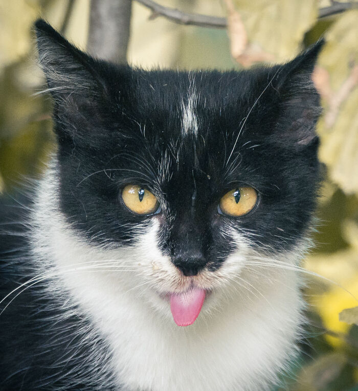 53 Animals That Didn’t Mean To Be Funny, But Totally Nailed It