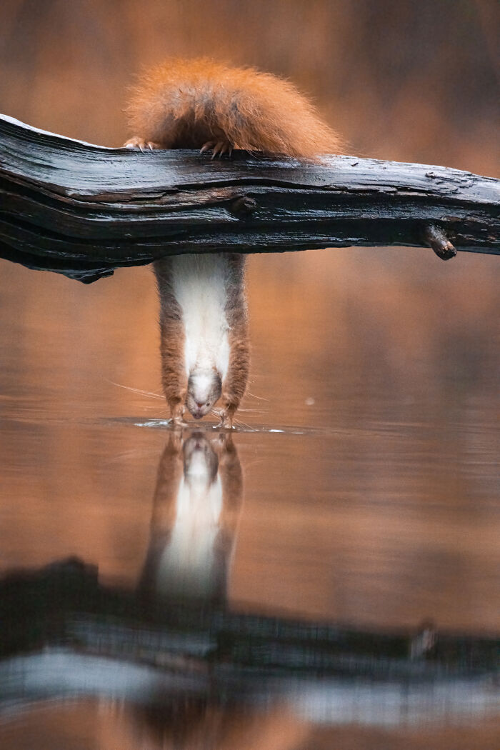 53 Animals That Didn’t Mean To Be Funny, But Totally Nailed It