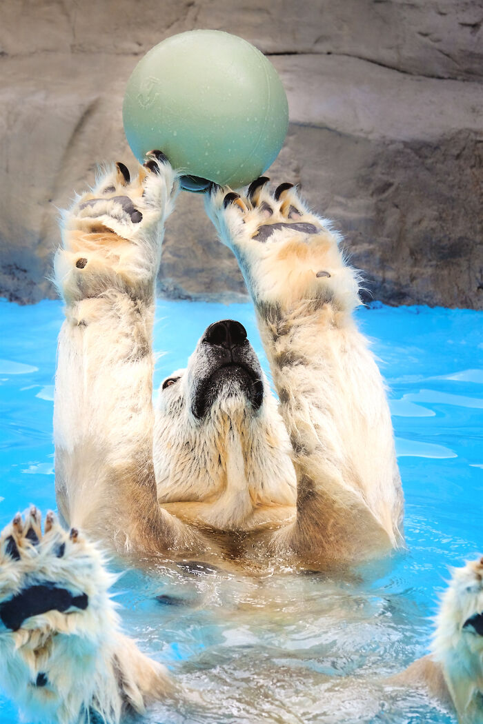 53 Animals That Didn’t Mean To Be Funny, But Totally Nailed It