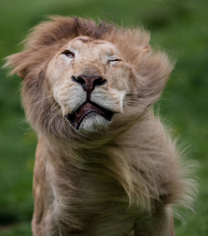 53 Animals That Didn’t Mean To Be Funny, But Totally Nailed It