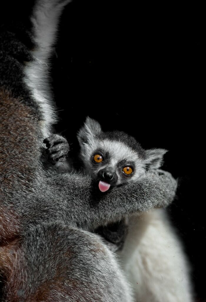 53 Animals That Didn’t Mean To Be Funny, But Totally Nailed It