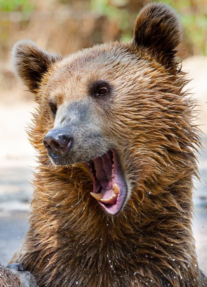 53 Animals That Didn’t Mean To Be Funny, But Totally Nailed It