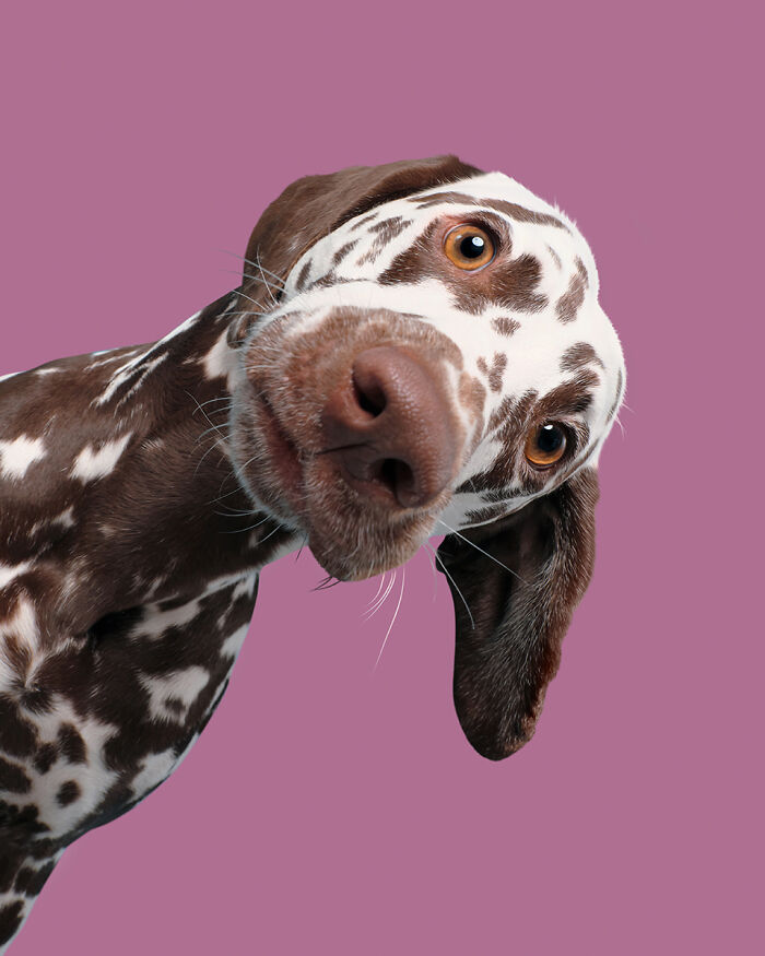 53 Animals That Didn’t Mean To Be Funny, But Totally Nailed It