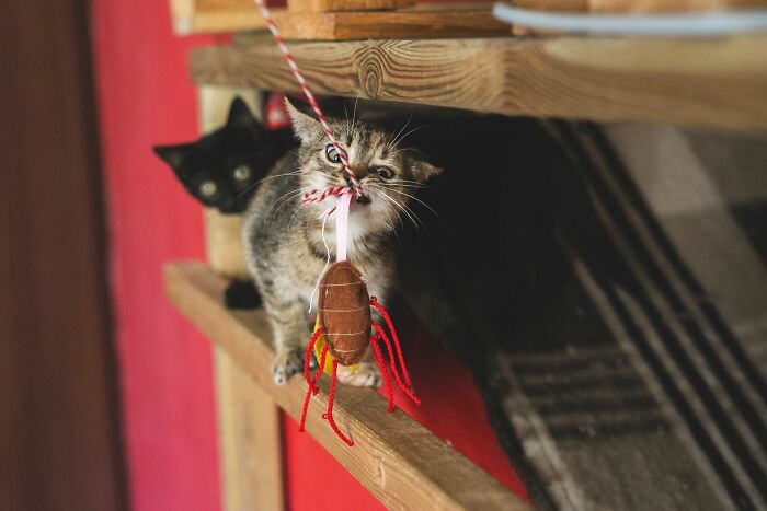 53 Animals That Didn’t Mean To Be Funny, But Totally Nailed It