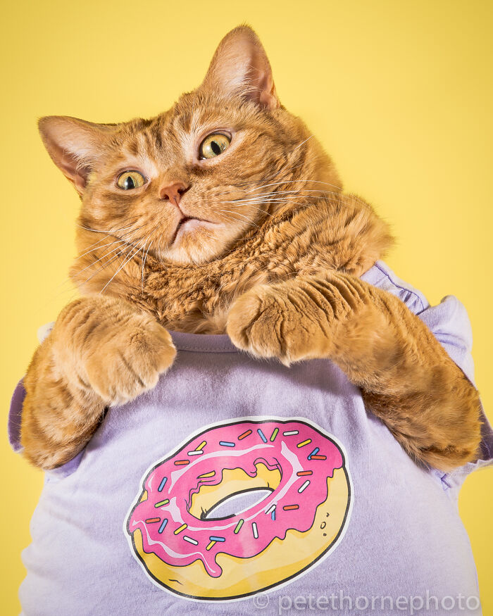 53 Animals That Didn’t Mean To Be Funny, But Totally Nailed It