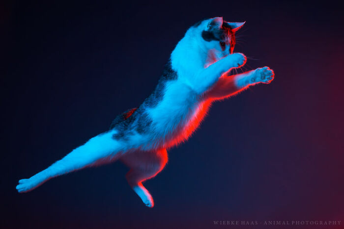 53 Animals That Didn’t Mean To Be Funny, But Totally Nailed It