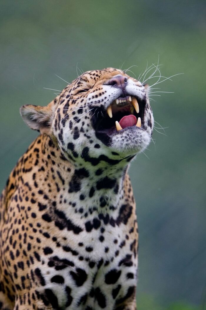 53 Animals That Didn’t Mean To Be Funny, But Totally Nailed It