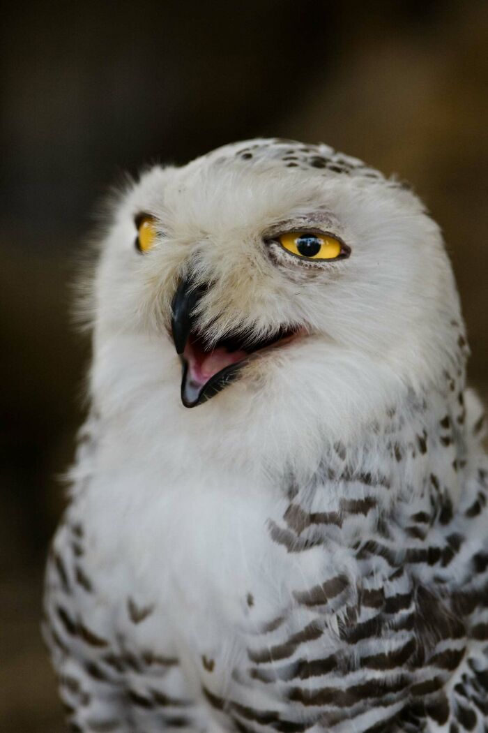 53 Animals That Didn’t Mean To Be Funny, But Totally Nailed It