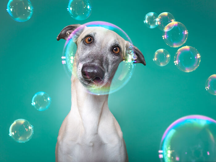 53 Animals That Didn’t Mean To Be Funny, But Totally Nailed It