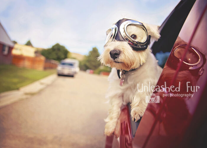 53 Animals That Didn’t Mean To Be Funny, But Totally Nailed It