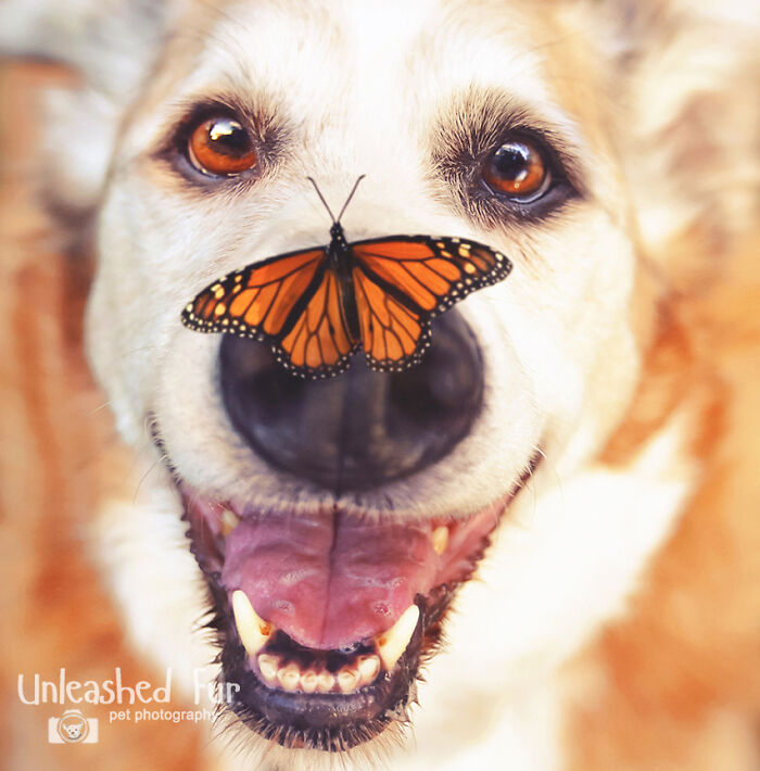53 Animals That Didn’t Mean To Be Funny, But Totally Nailed It