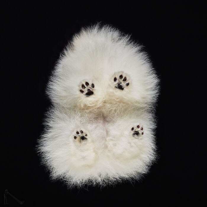 53 Animals That Didn’t Mean To Be Funny, But Totally Nailed It