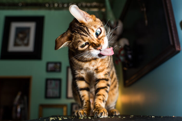 53 Animals That Didn’t Mean To Be Funny, But Totally Nailed It