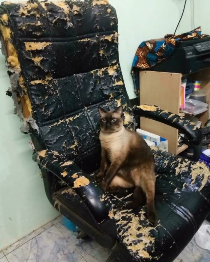 86 Hilariously Chaotic Animal Pics That Hit Harder Than Monday Morning (New Pics)