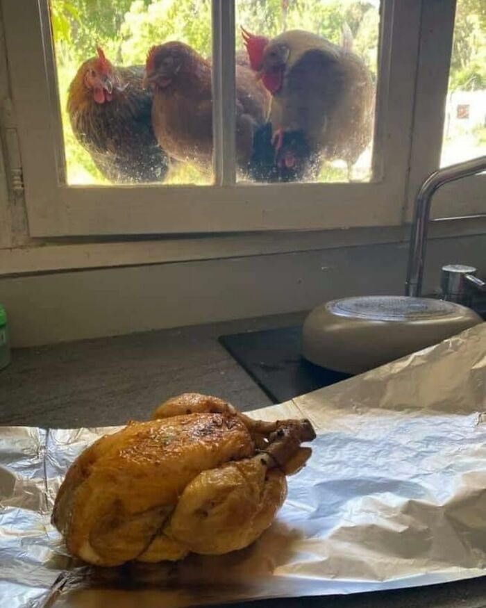 86 Hilariously Chaotic Animal Pics That Hit Harder Than Monday Morning (New Pics)
