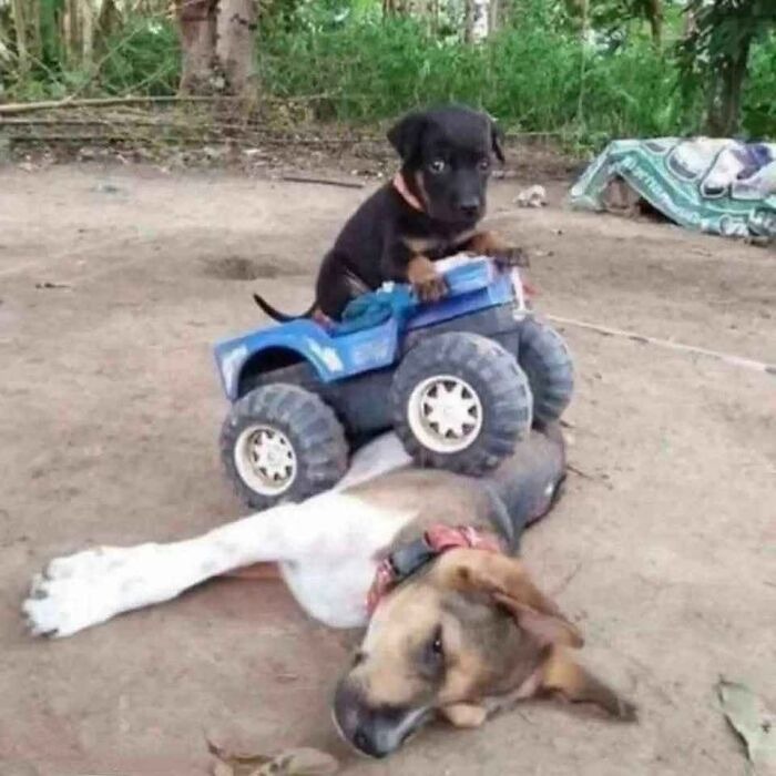 86 Hilariously Chaotic Animal Pics That Hit Harder Than Monday Morning (New Pics)