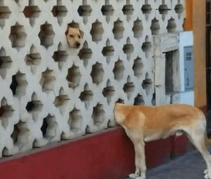 86 Hilariously Chaotic Animal Pics That Hit Harder Than Monday Morning (New Pics)