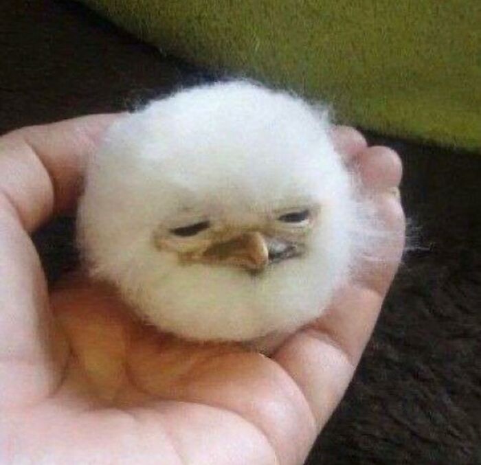 86 Hilariously Chaotic Animal Pics That Hit Harder Than Monday Morning (New Pics)
