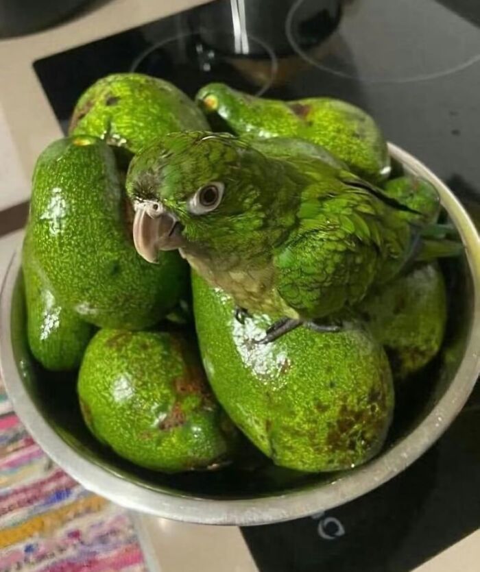 86 Hilariously Chaotic Animal Pics That Hit Harder Than Monday Morning (New Pics)