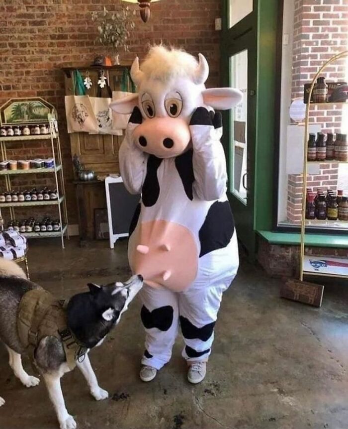 86 Hilariously Chaotic Animal Pics That Hit Harder Than Monday Morning (New Pics)
