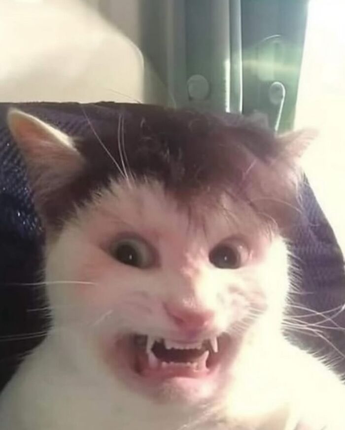 86 Hilariously Chaotic Animal Pics That Hit Harder Than Monday Morning (New Pics)