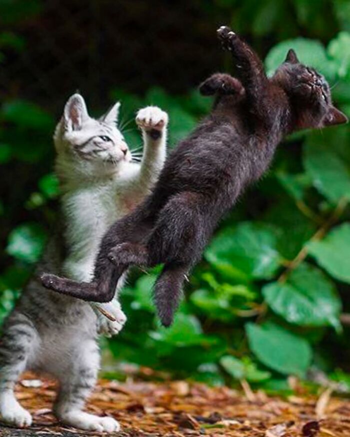 86 Hilariously Chaotic Animal Pics That Hit Harder Than Monday Morning (New Pics)
