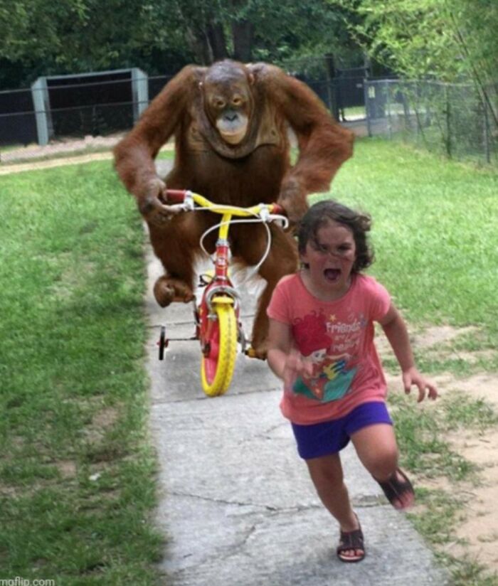 86 Hilariously Chaotic Animal Pics That Hit Harder Than Monday Morning (New Pics)