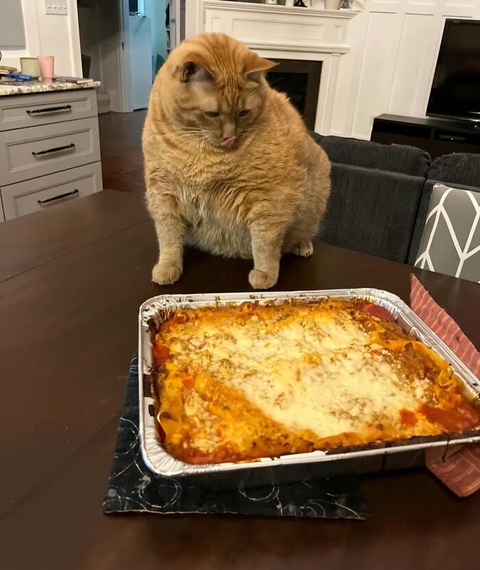 86 Hilariously Chaotic Animal Pics That Hit Harder Than Monday Morning (New Pics)