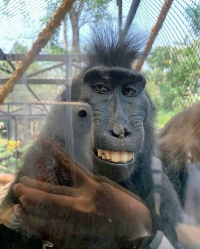 86 Hilariously Chaotic Animal Pics That Hit Harder Than Monday Morning (New Pics)
