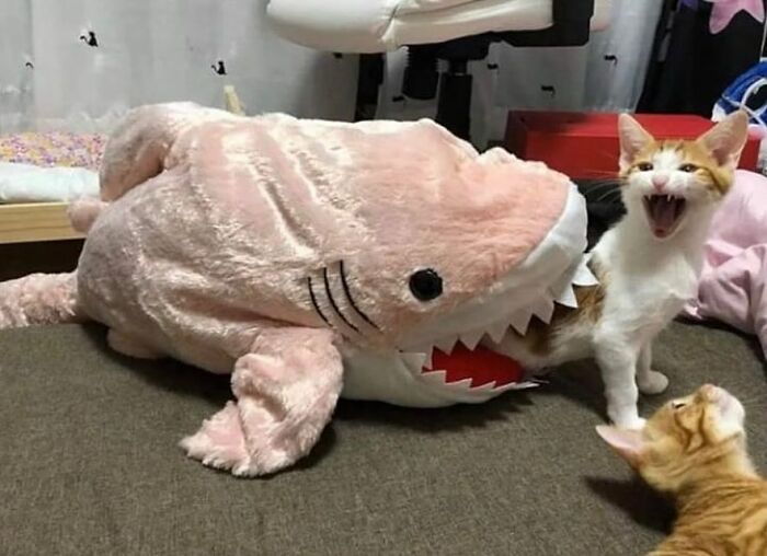 86 Hilariously Chaotic Animal Pics That Hit Harder Than Monday Morning (New Pics)