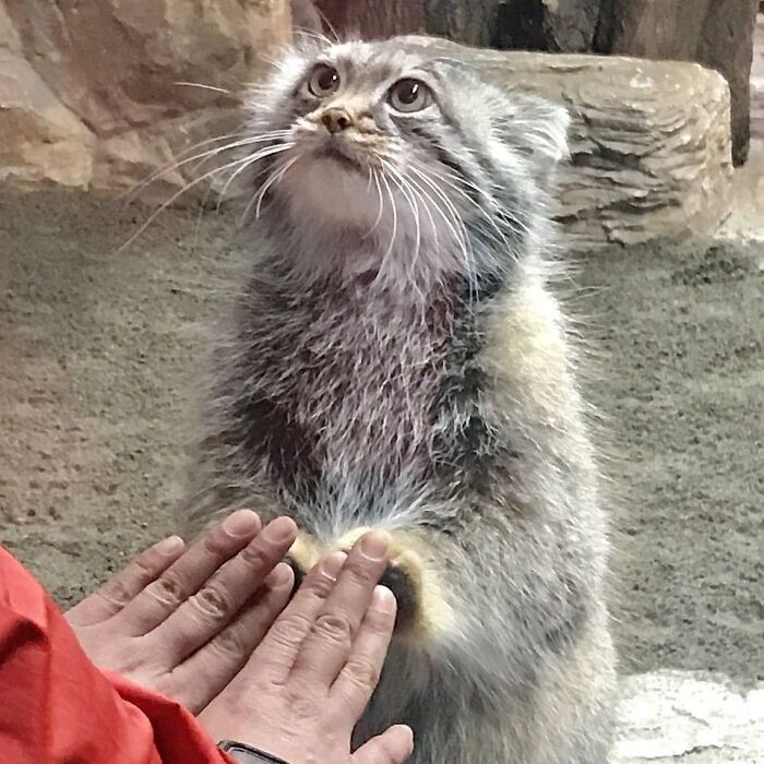 86 Hilariously Chaotic Animal Pics That Hit Harder Than Monday Morning (New Pics)
