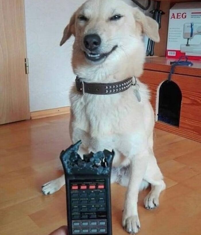 86 Hilariously Chaotic Animal Pics That Hit Harder Than Monday Morning (New Pics)