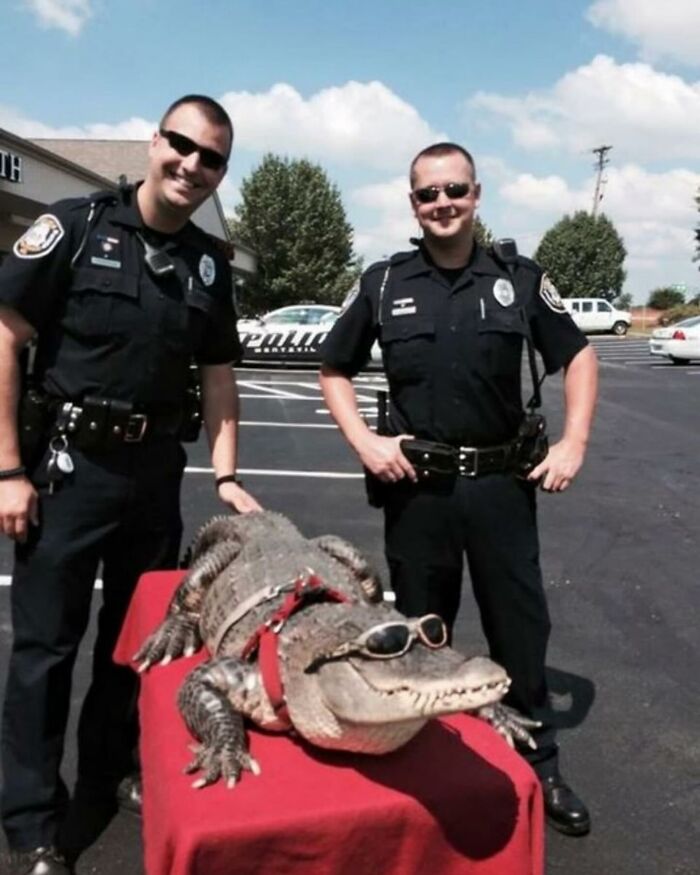 86 Hilariously Chaotic Animal Pics That Hit Harder Than Monday Morning (New Pics)
