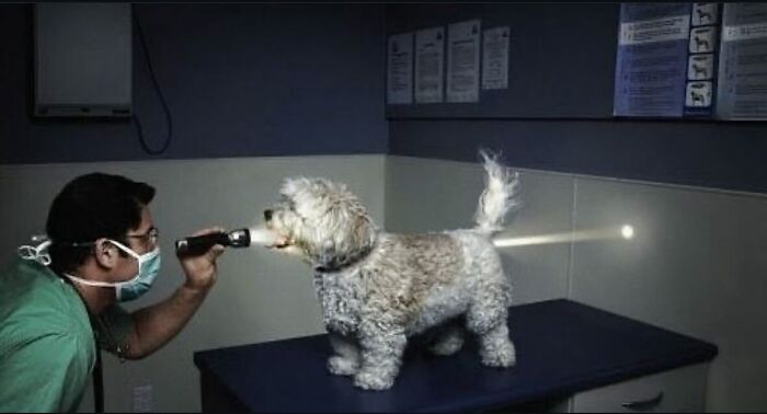 86 Hilariously Chaotic Animal Pics That Hit Harder Than Monday Morning (New Pics)