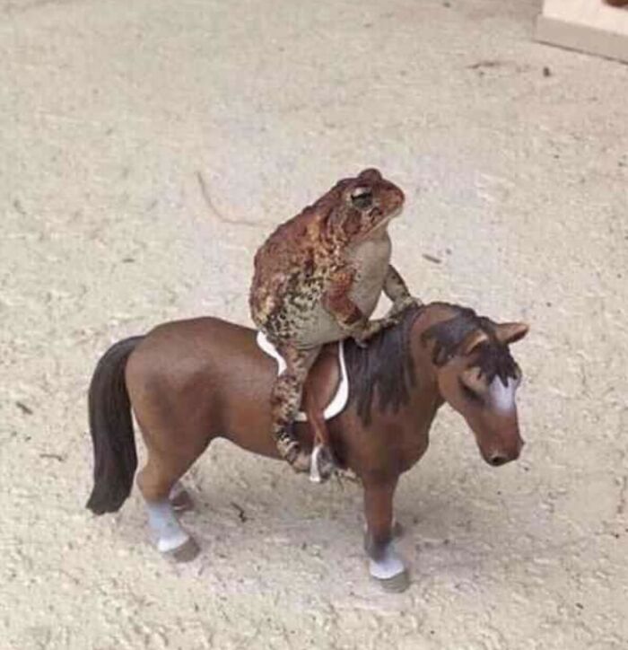 86 Hilariously Chaotic Animal Pics That Hit Harder Than Monday Morning (New Pics)
