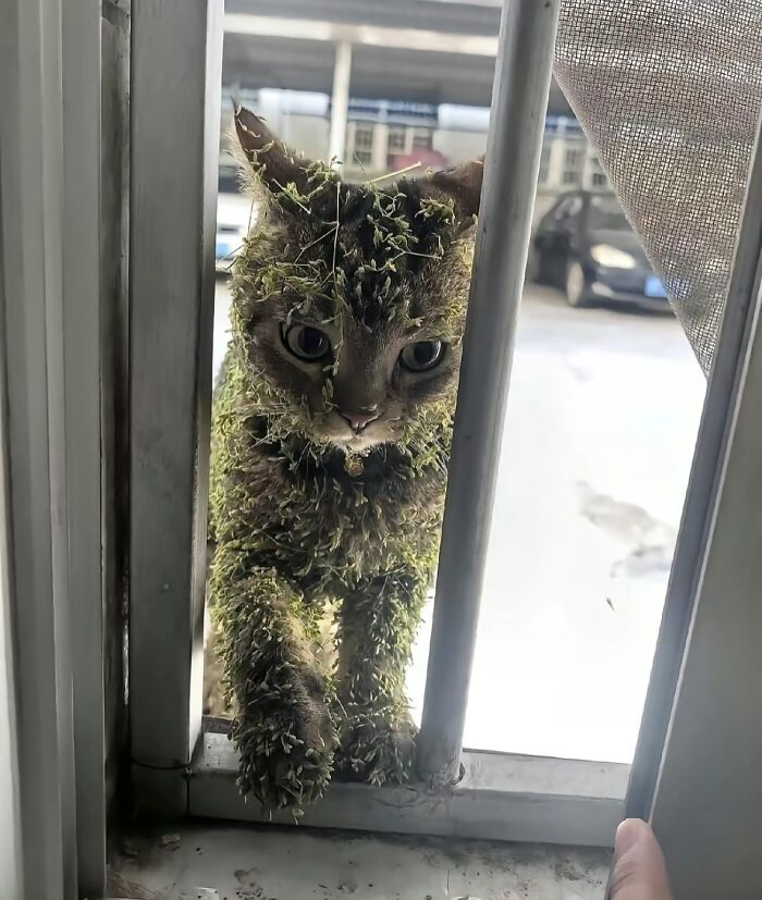 86 Hilariously Chaotic Animal Pics That Hit Harder Than Monday Morning (New Pics)