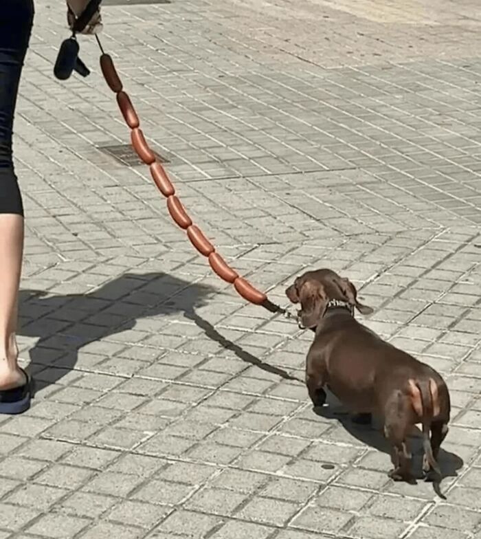 86 Hilariously Chaotic Animal Pics That Hit Harder Than Monday Morning (New Pics)