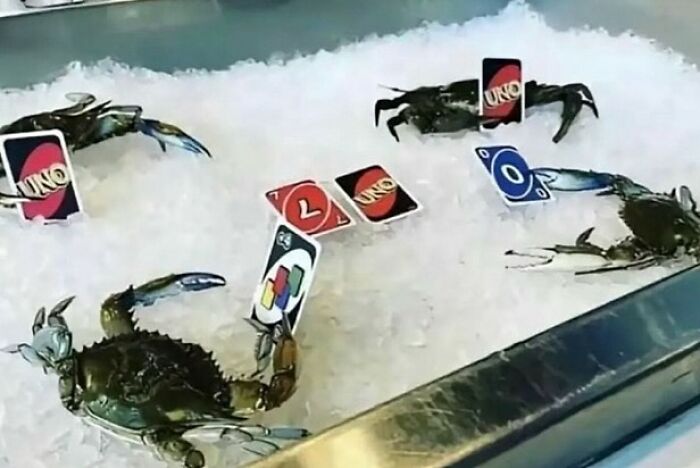86 Hilariously Chaotic Animal Pics That Hit Harder Than Monday Morning (New Pics)