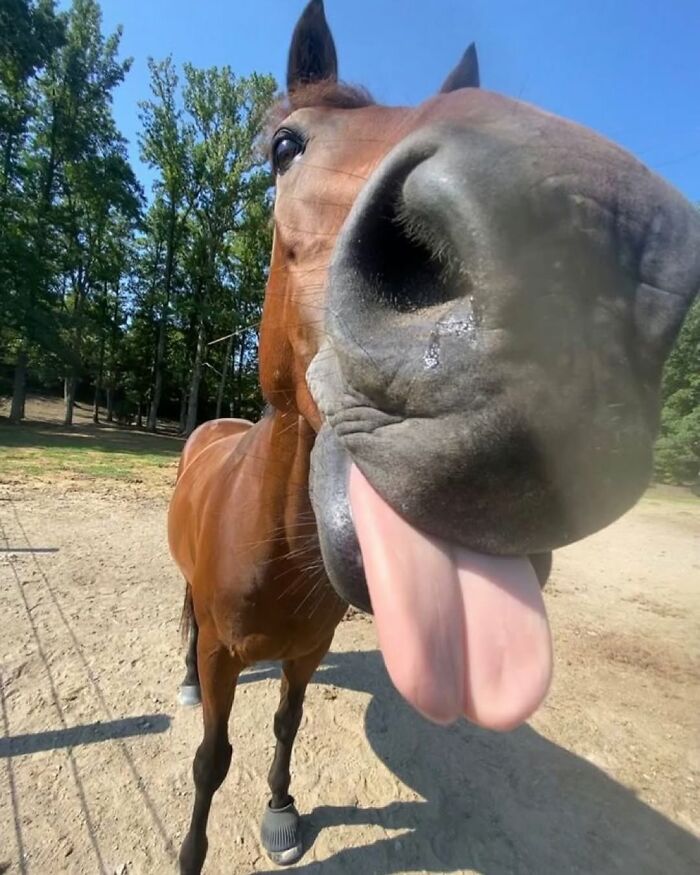 86 Hilariously Chaotic Animal Pics That Hit Harder Than Monday Morning (New Pics)